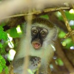 Liwonde National Park Monkey