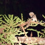 Liwonde National Park Night Drive Owl