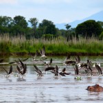 Liwonde National Park Shire River Birds