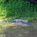 Liwonde National Park Shire River Crocodile