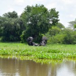 Liwonde National Park Shire River Elephants