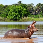 Liwonde National Park Shire River Hippo Roar