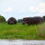 Liwonde National Park Shire River Hippos-2