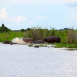 Liwonde National Park Shire River Hippos Running into Water