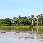 Liwonde National Park Shire River Hippos in Water