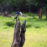 Liwonde National Park Starlings