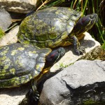 Maca Bana Garden Turtles