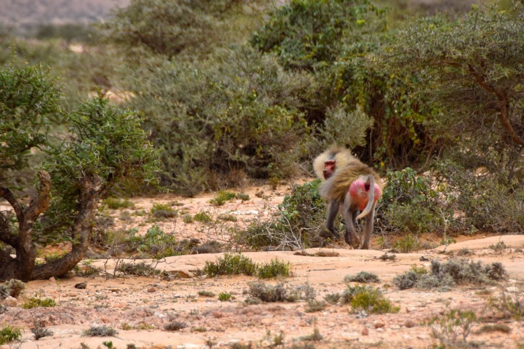 Somaliland Baboon