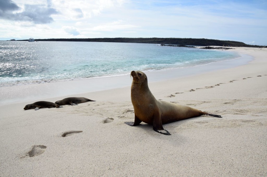 A sea lion relaxing on Mosquera Island.