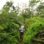 Mount Cameroon Rainforest