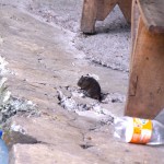 Mount Cameroon Rat