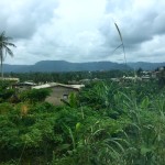 Great jungle views