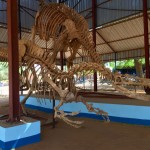 Niamey National Museum Fossils