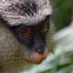 Nigeria Lekki Reserve Monkey