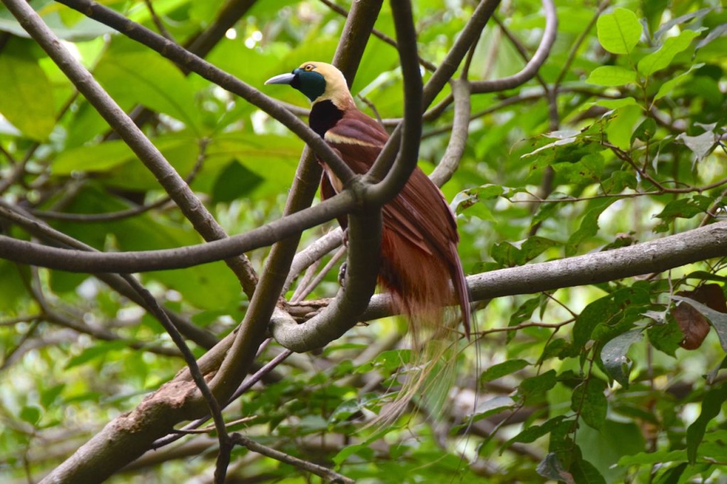 Papua New Guinea Port Moresby Nature Park Bird of Paradise