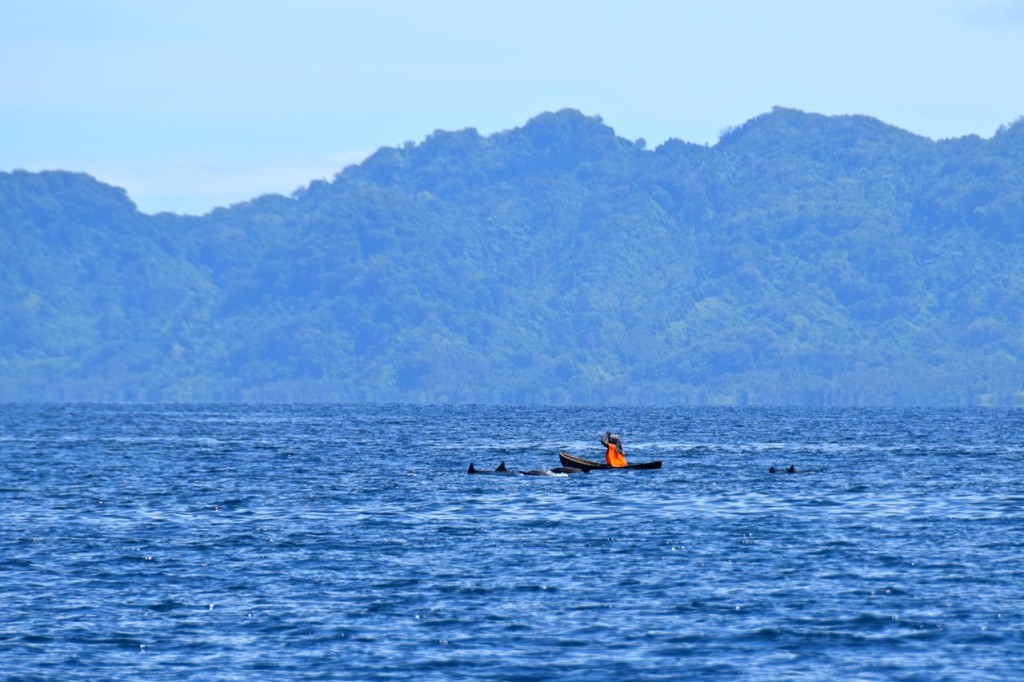 Solomon Dolphins with Canoe