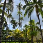 omali-lodge-palm-tree