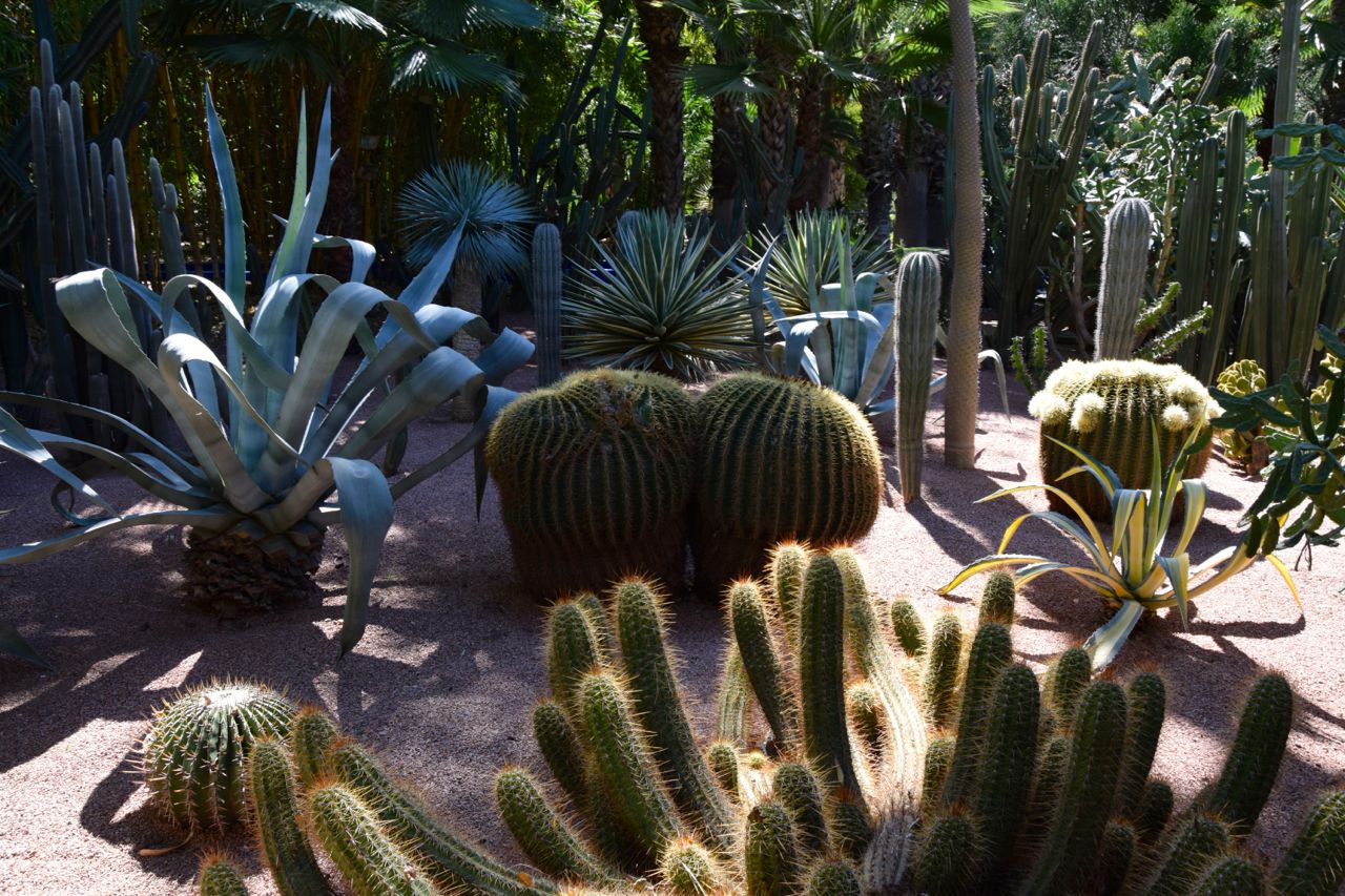 Majorelle Garden Cactus | World-Adventurer