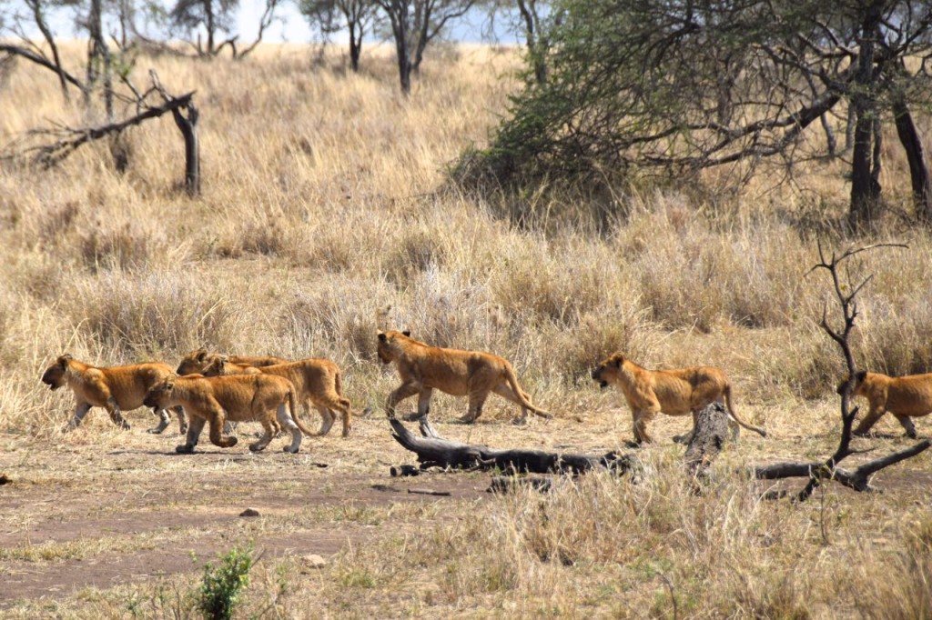 Serengeti Lion Cubs | World-Adventurer