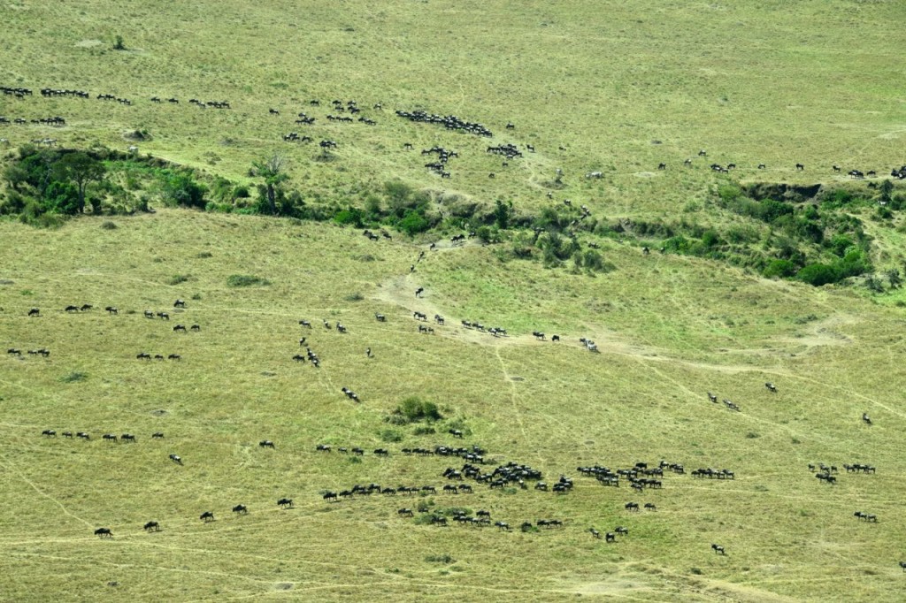 Flight to Keekorok Migration View | World-Adventurer