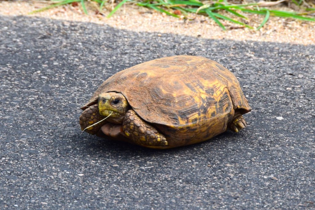 Self Drive Leopard Turtle | World-Adventurer